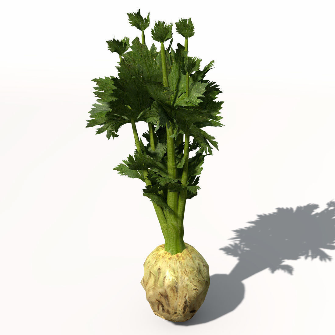 XfrogPlants Celery 3D model_7