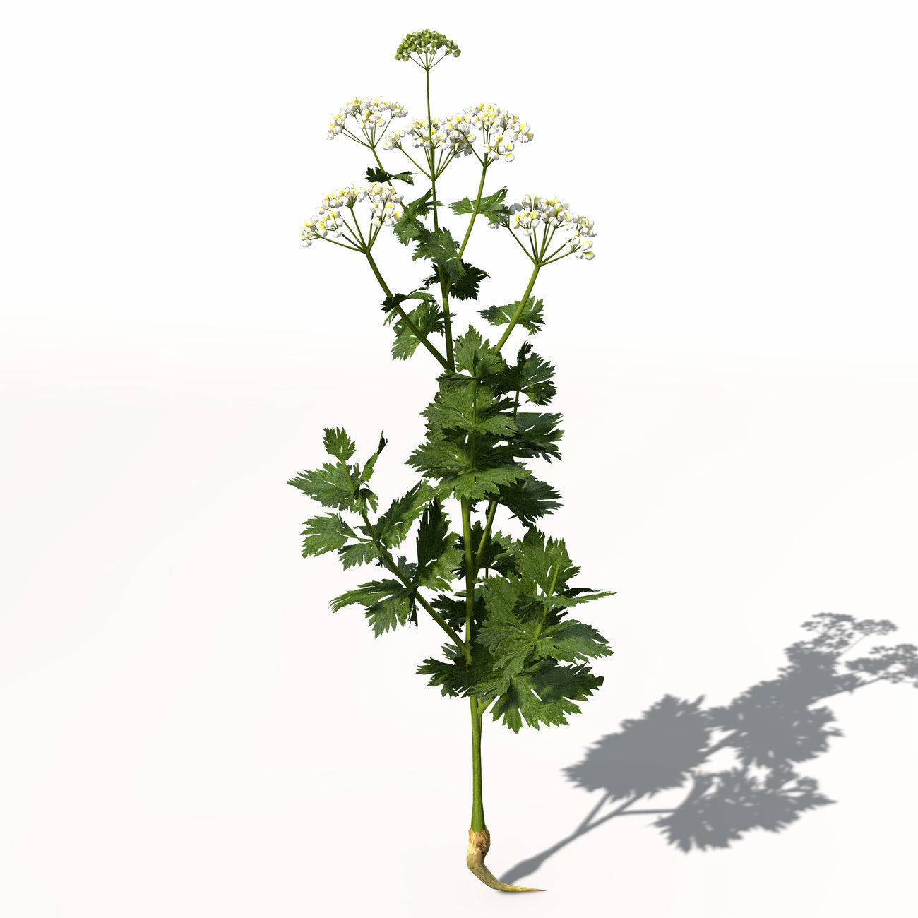 XfrogPlants Celery 3D model_6