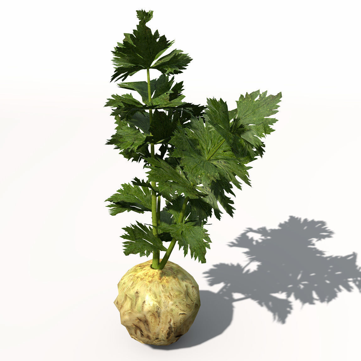 XfrogPlants Celery 3D model_1