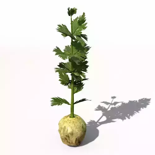 XfrogPlants Celery 3D model