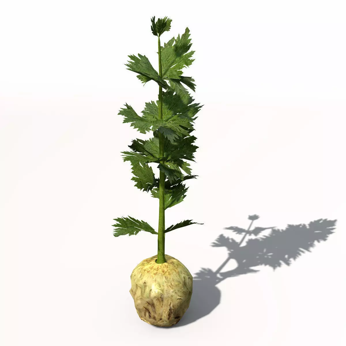 XfrogPlants Celery 3D model_0