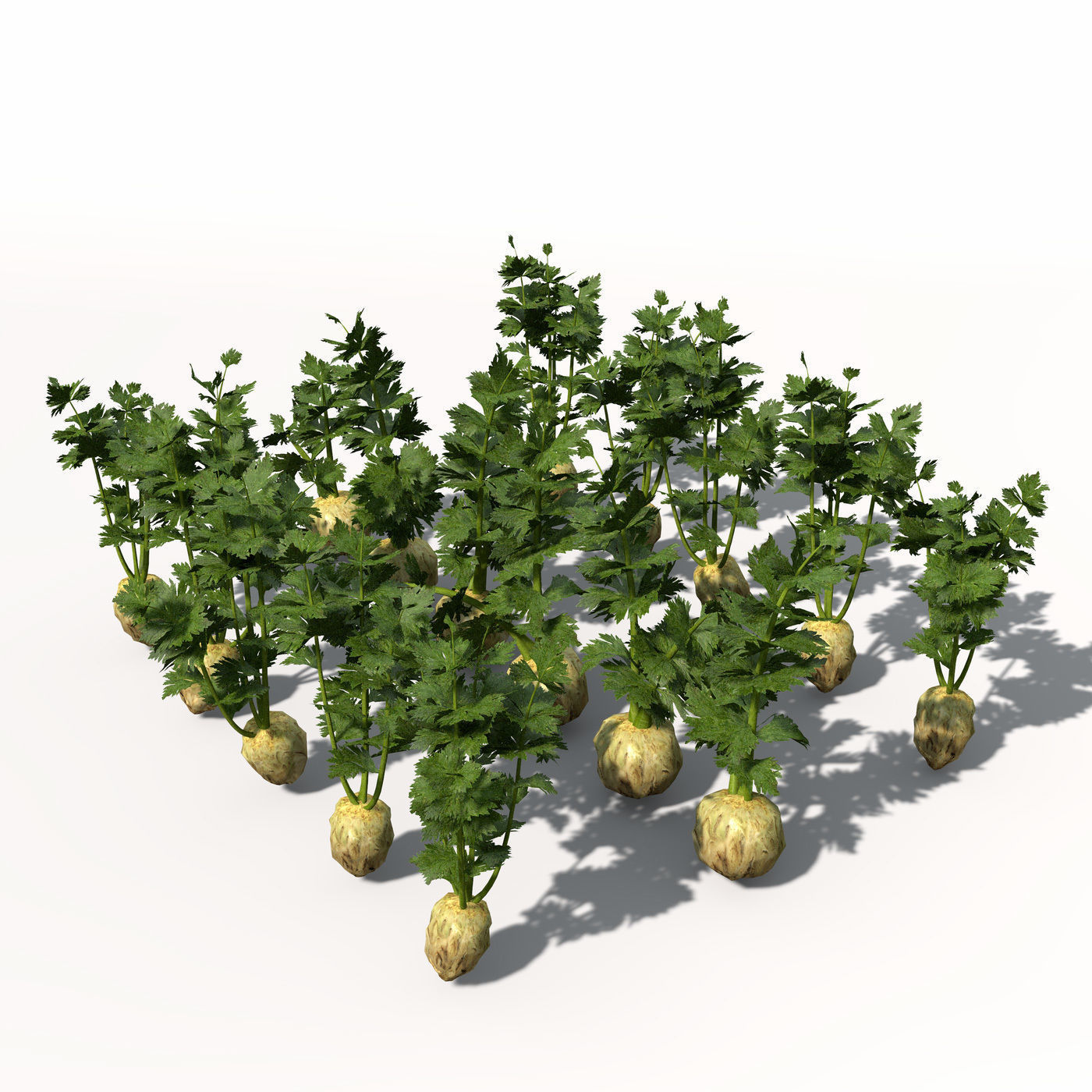 XfrogPlants Celery 3D model_4