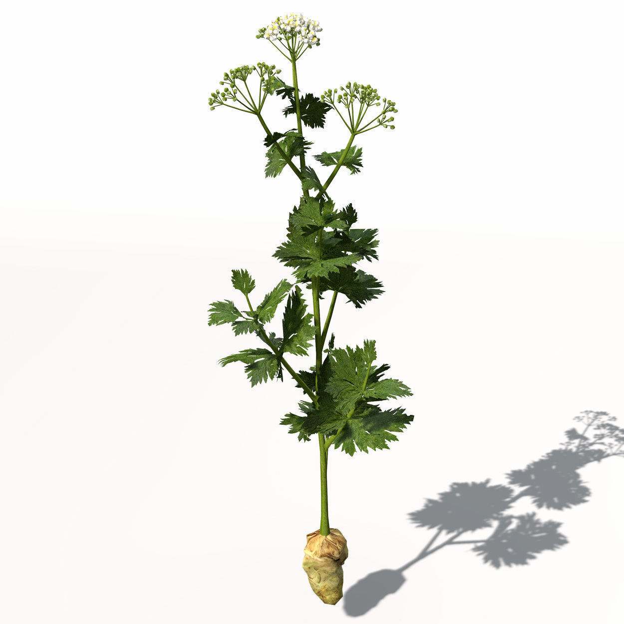 XfrogPlants Celery 3D model_5