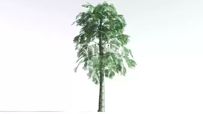EVERYPlant Alethopteris Seed Fern LowPoly 1 --12 Models-- Low-poly 3D model