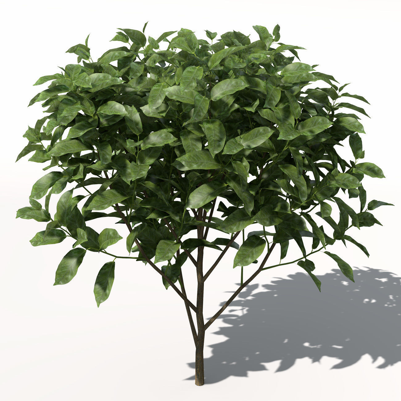 XfrogPlants Tea 3D model_6