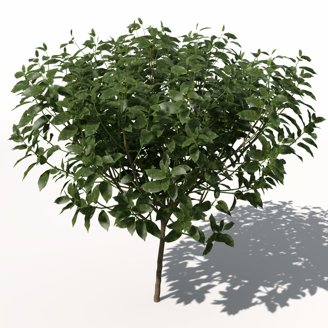 XfrogPlants Tea 3D model_8