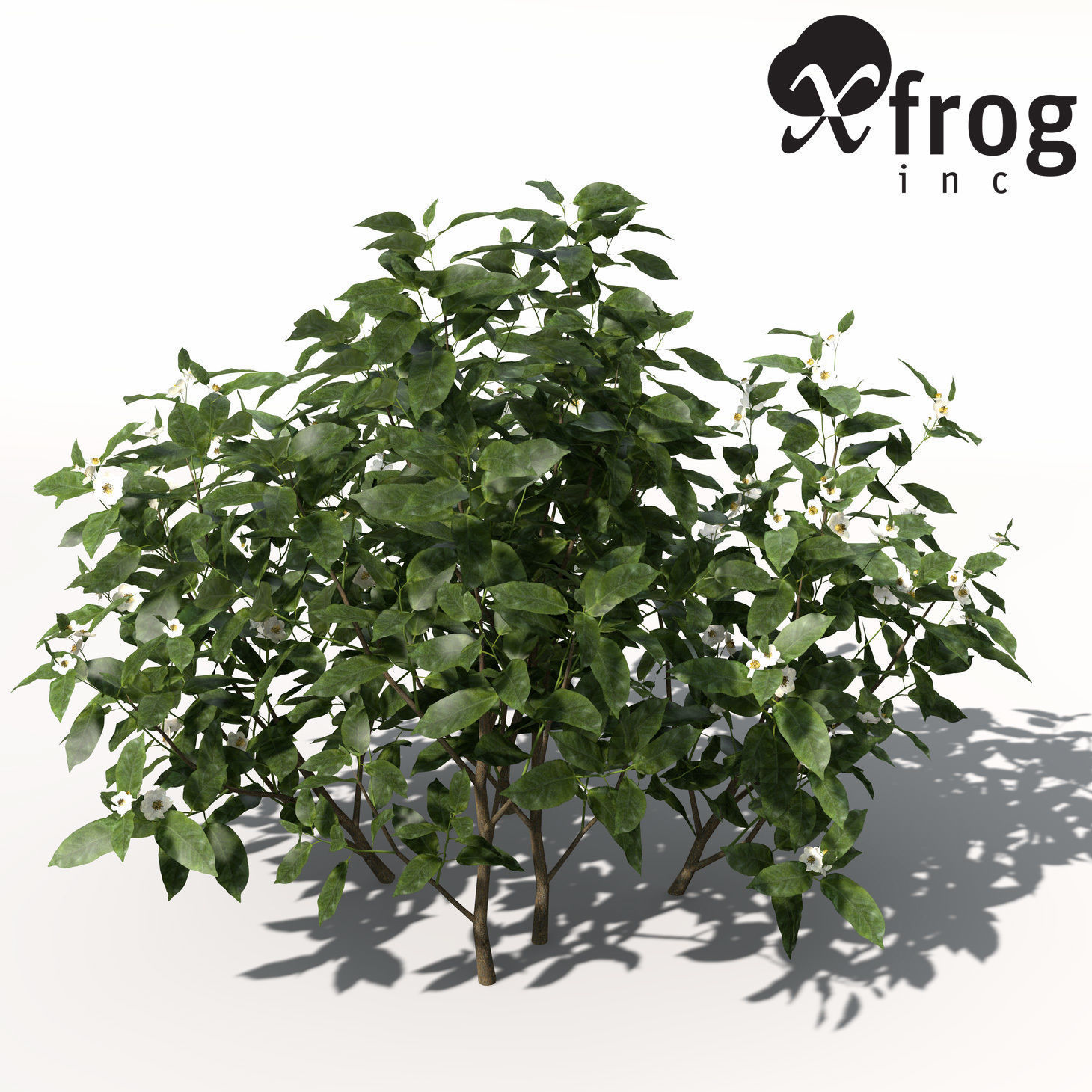 XfrogPlants Tea 3D model_1