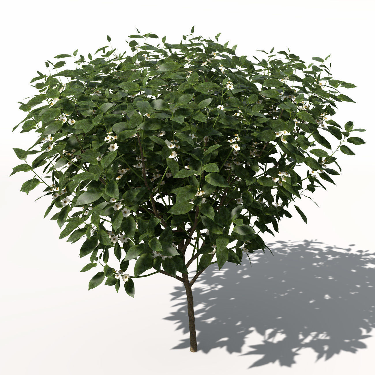 XfrogPlants Tea 3D model_5