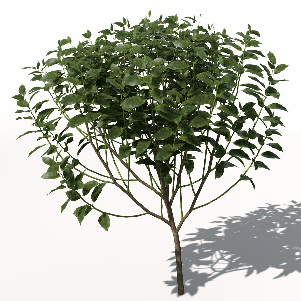XfrogPlants Tea 3D model_7