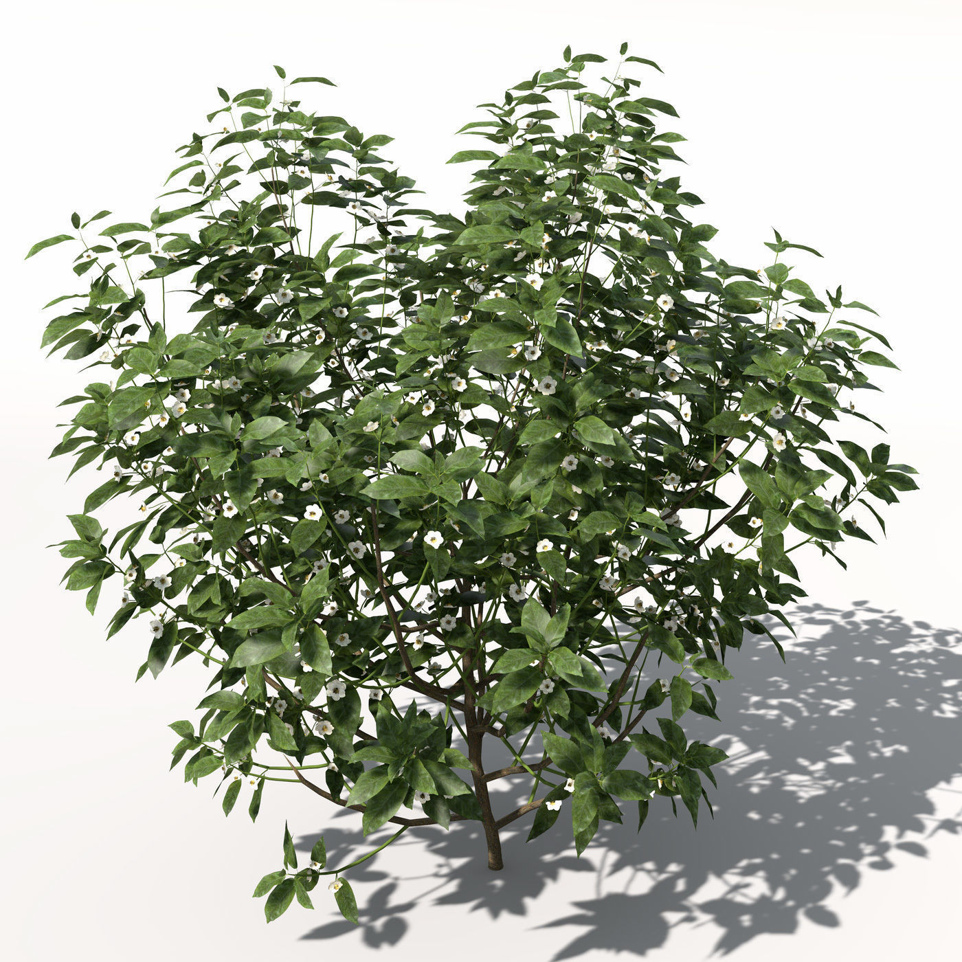 XfrogPlants Tea 3D model_3