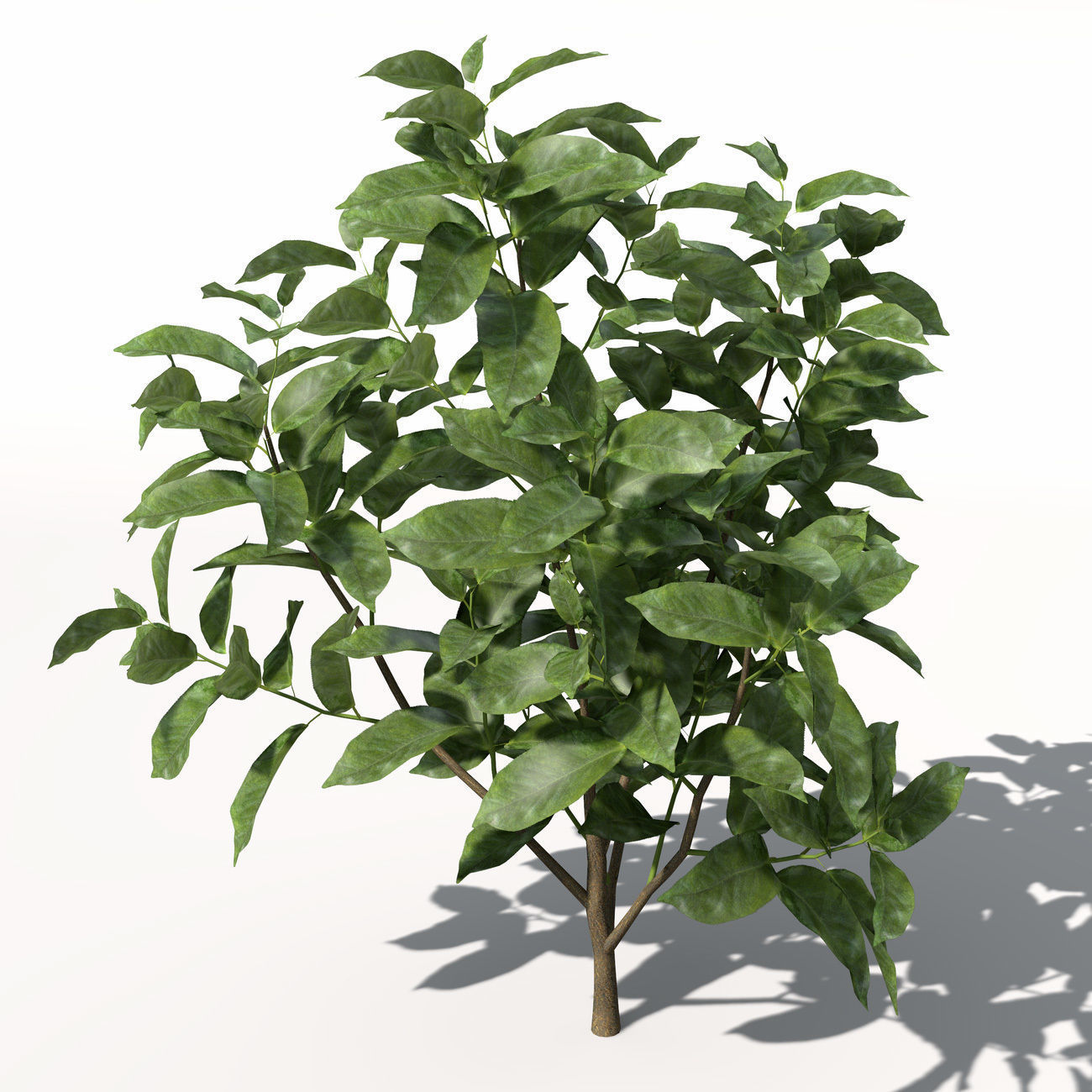 XfrogPlants Tea 3D model_4