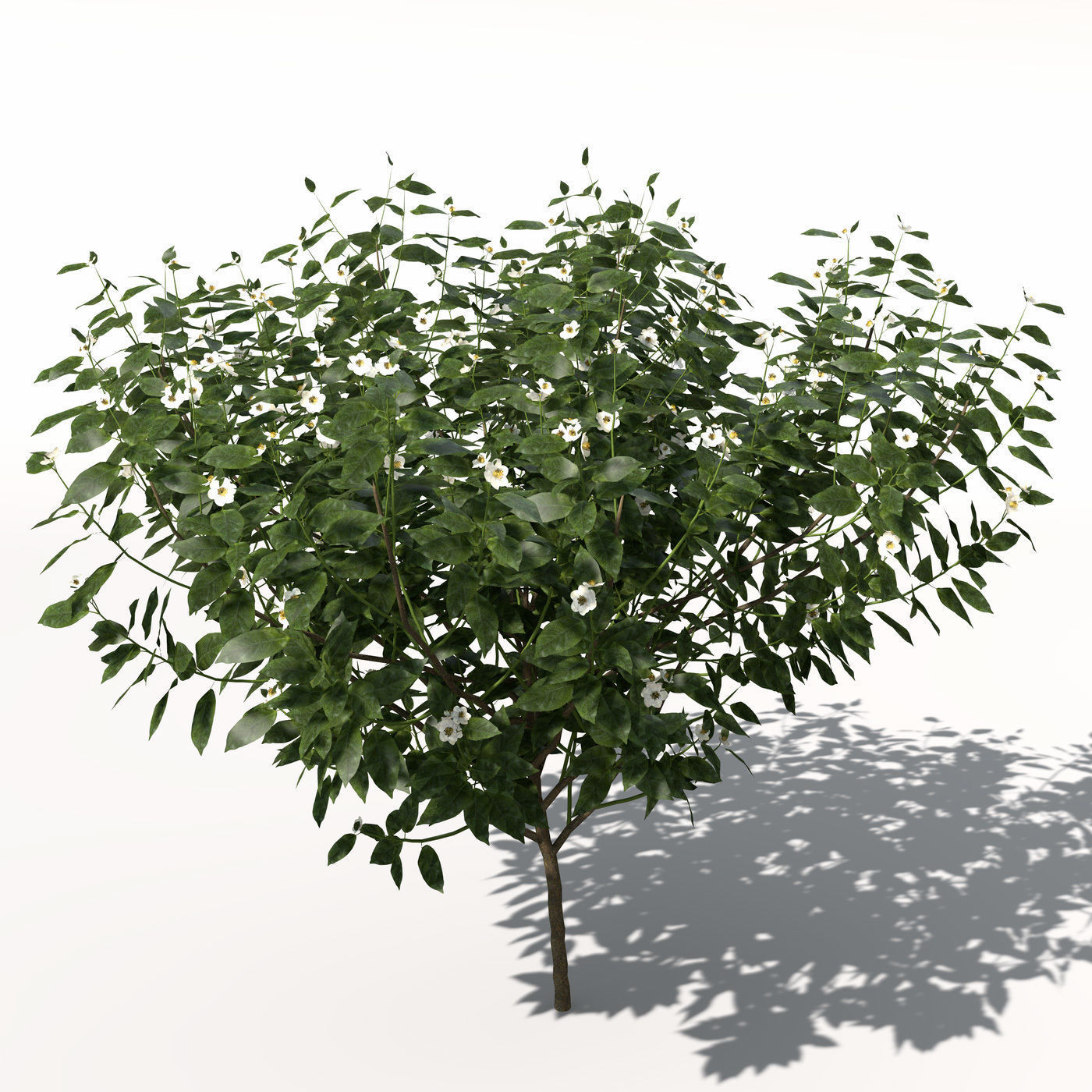 XfrogPlants Tea 3D model_2