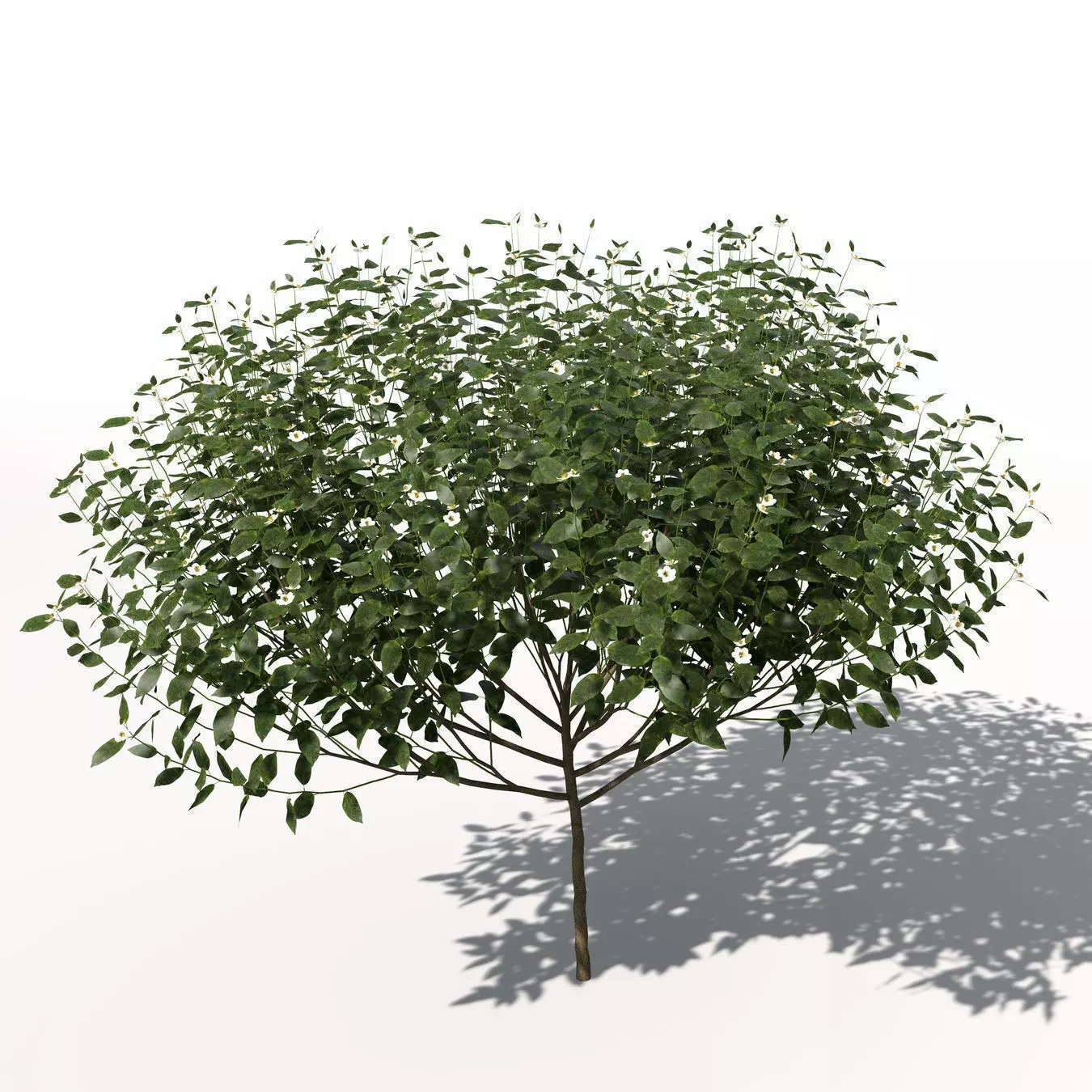 XfrogPlants Tea 3D model_0