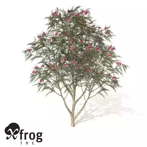 XfrogPlants Rosemary Grevillea 3D model
