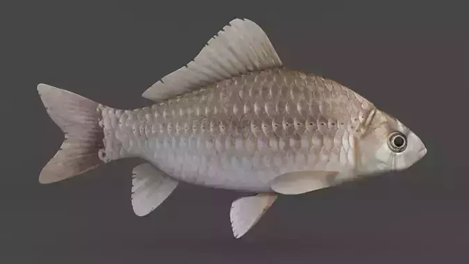 Carp Fish 3D model
