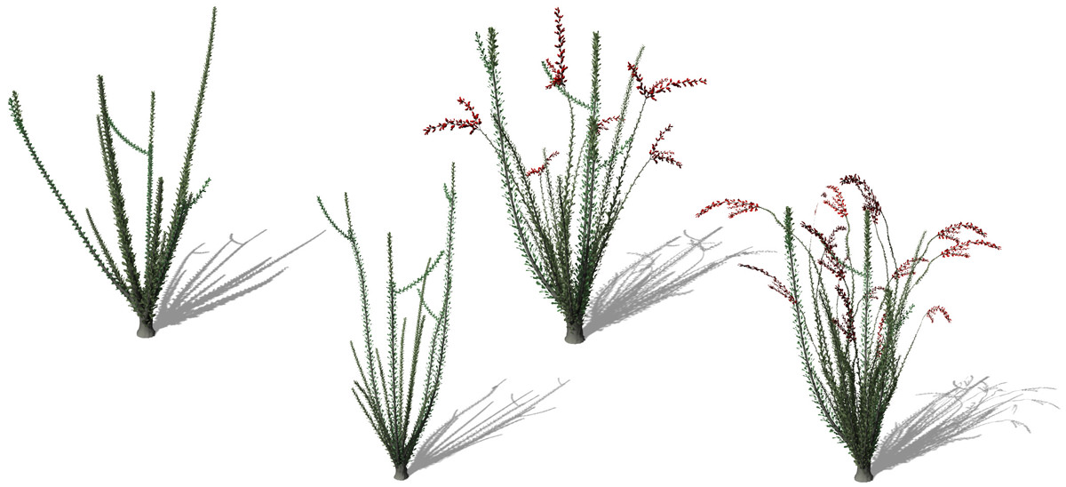 XfrogPlants Ocotillo 3D model_4