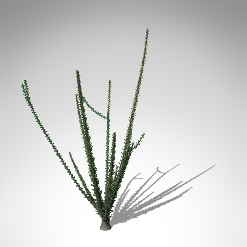 XfrogPlants Ocotillo 3D model_2