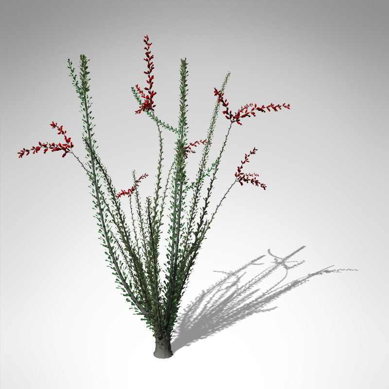 XfrogPlants Ocotillo 3D model_3