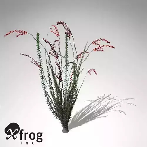 XfrogPlants Ocotillo 3D model