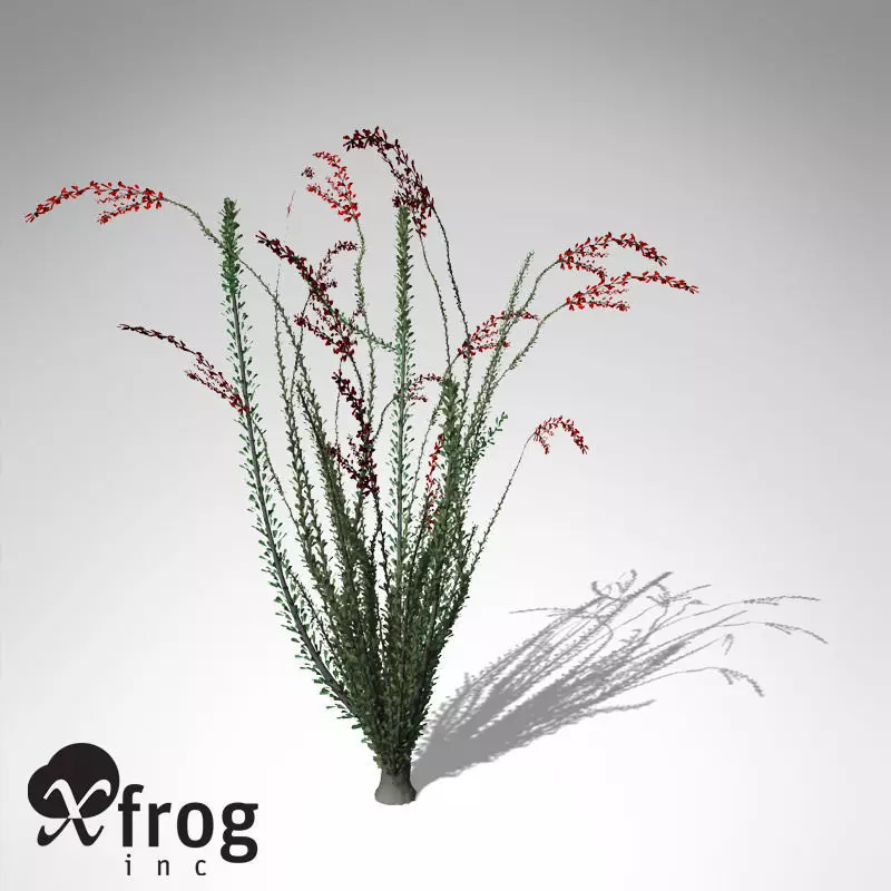 XfrogPlants Ocotillo 3D model_0