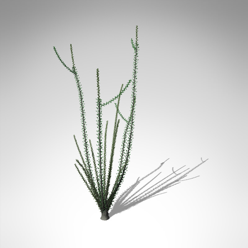 XfrogPlants Ocotillo 3D model_1