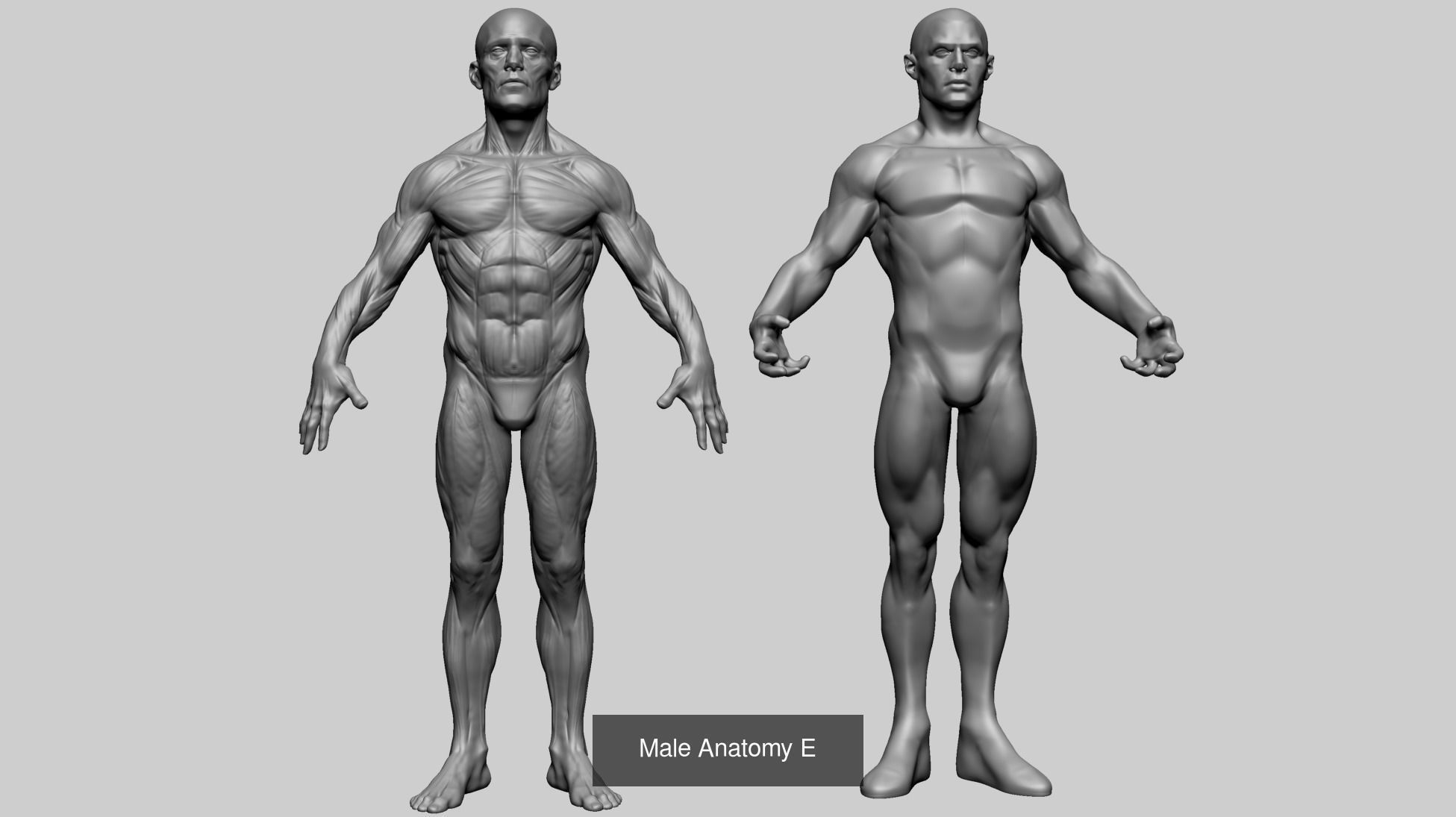 Male Anatomy Collection D _14