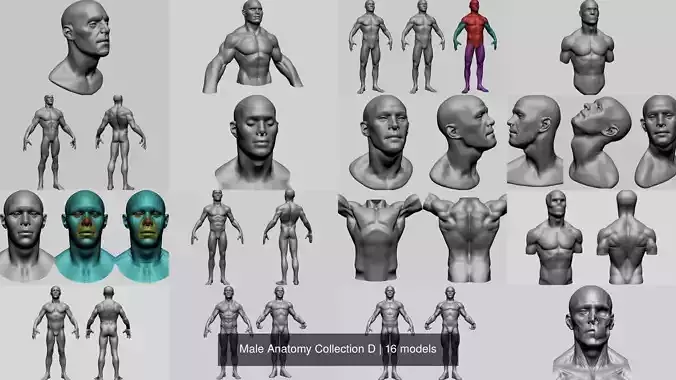 Male Anatomy Collection D 