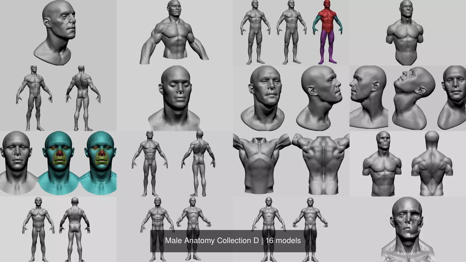 Male Anatomy Collection D _0