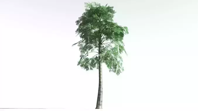 EVERYPlant Alethopteris Seed Fern LowPoly 2 --12 Models-- Low-poly 3D model