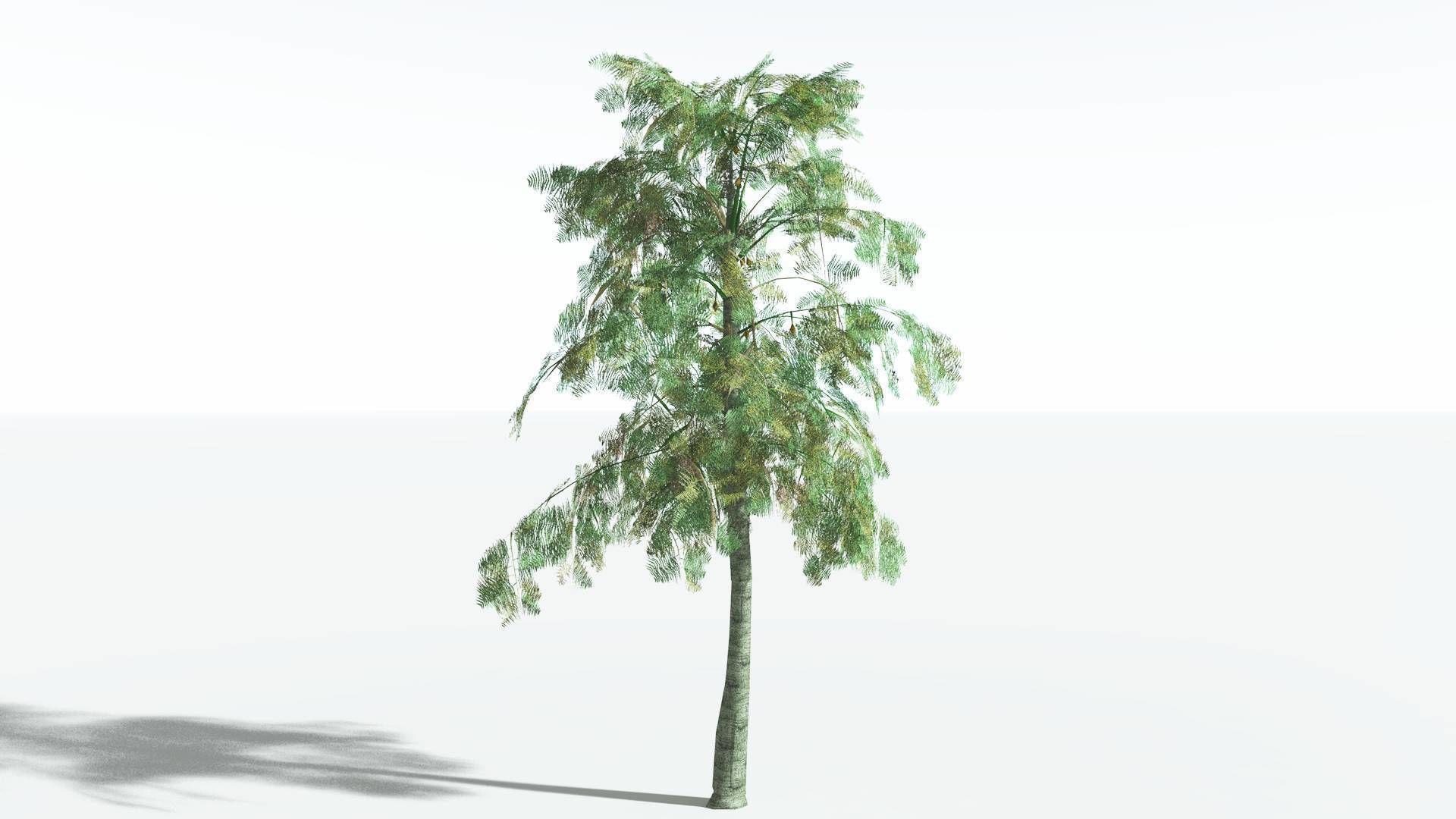 EVERYPlant Alethopteris Seed Fern LowPoly 3 --12 Models-- Low-poly 3D model_6