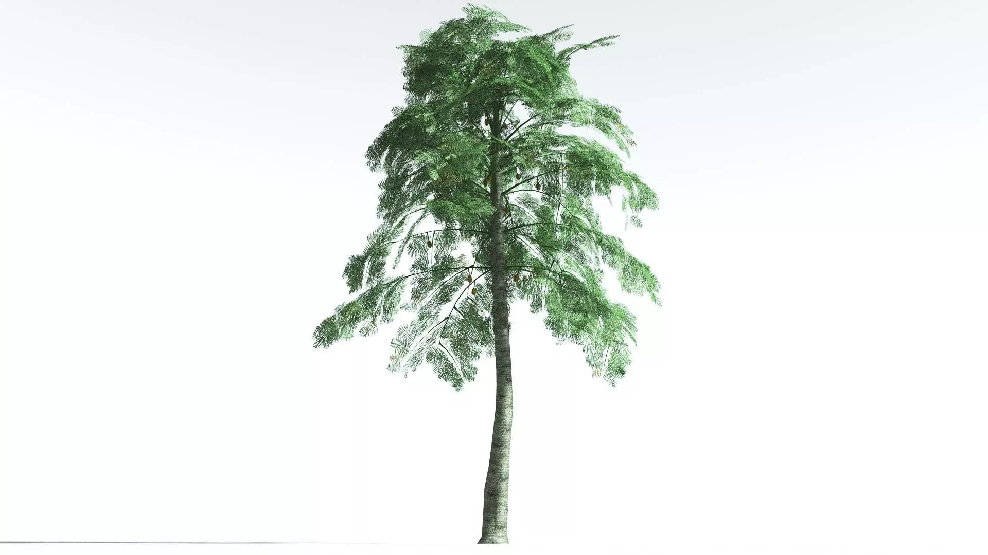 EVERYPlant Alethopteris Seed Fern LowPoly 3 --12 Models-- Low-poly 3D model_0