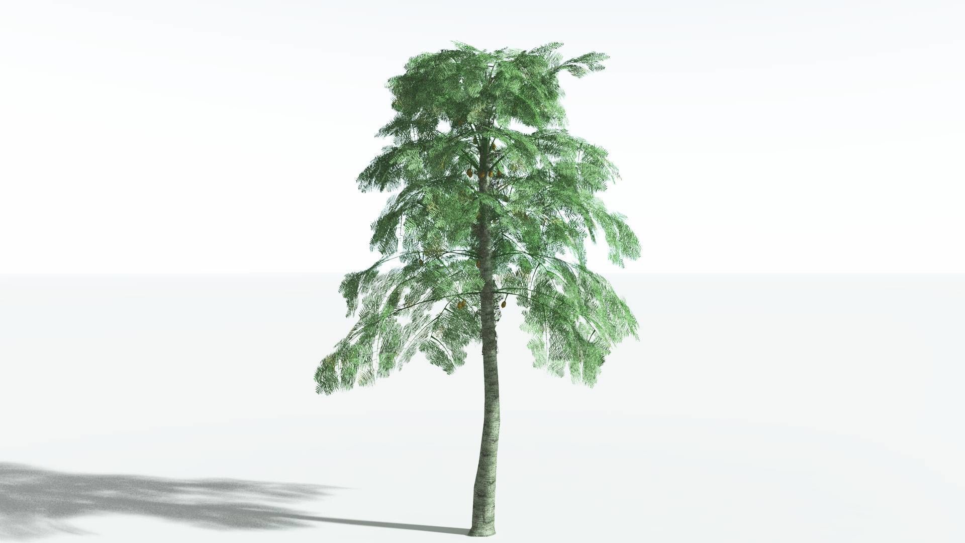 EVERYPlant Alethopteris Seed Fern LowPoly 3 --12 Models-- Low-poly 3D model_24