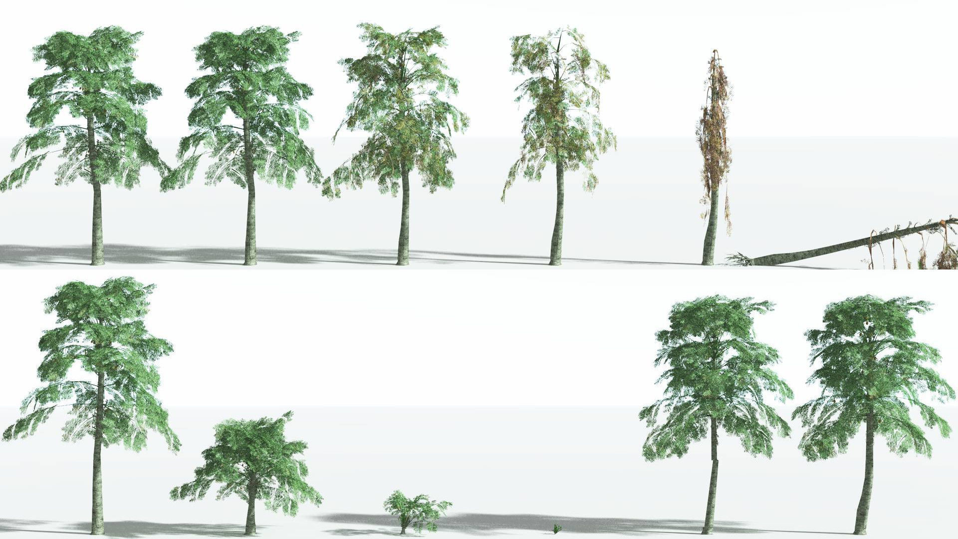 EVERYPlant Alethopteris Seed Fern LowPoly 3 --12 Models-- Low-poly 3D model_1