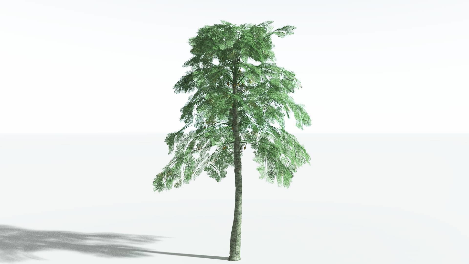 EVERYPlant Alethopteris Seed Fern LowPoly 3 --12 Models-- Low-poly 3D model_2