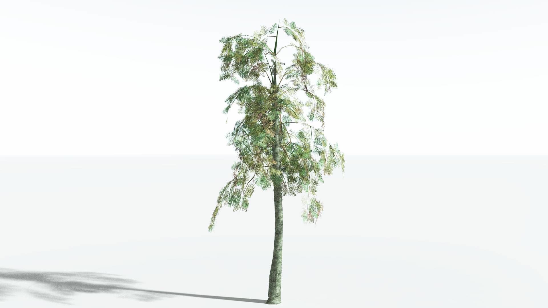 EVERYPlant Alethopteris Seed Fern LowPoly 3 --12 Models-- Low-poly 3D model_8