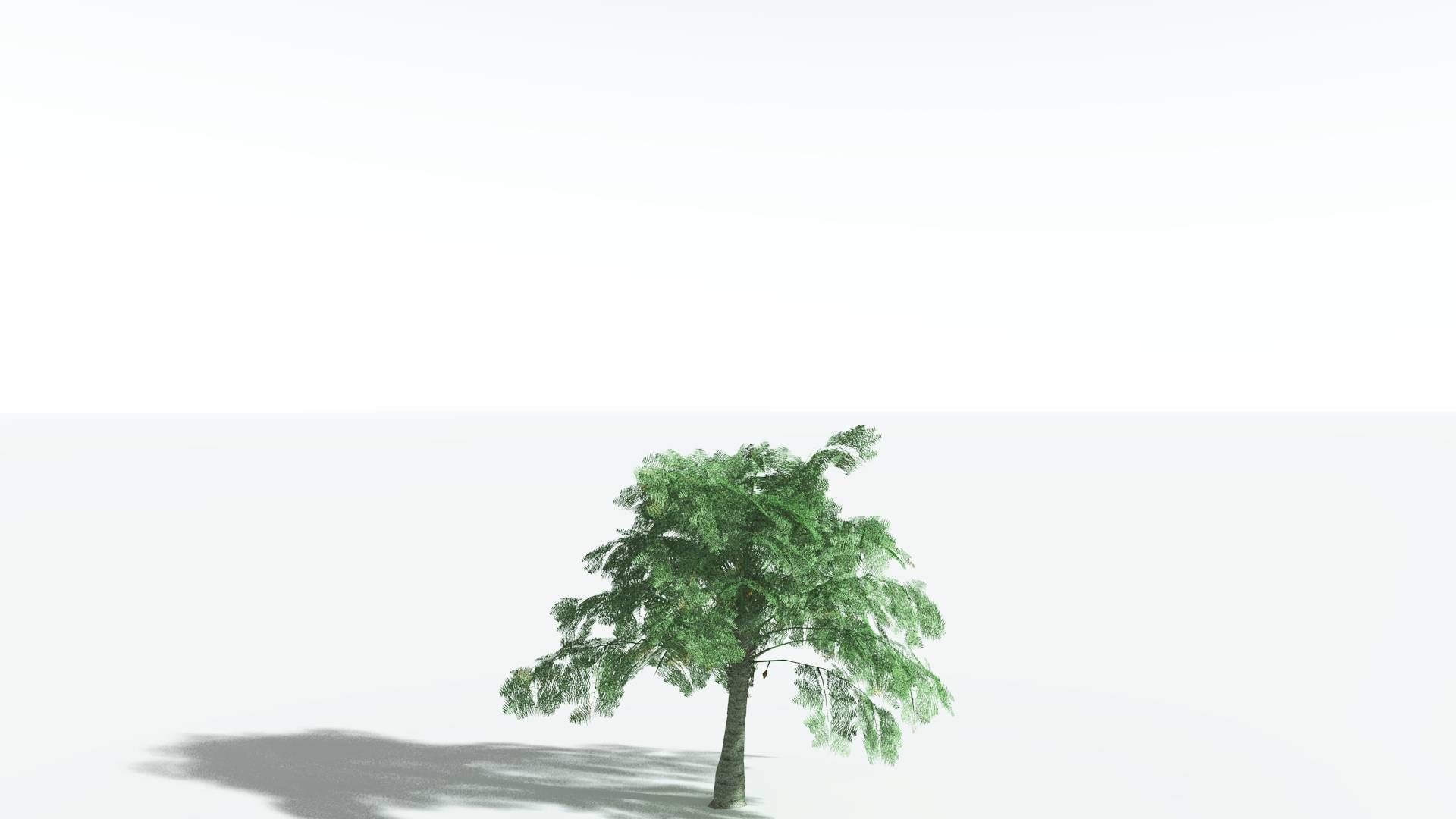 EVERYPlant Alethopteris Seed Fern LowPoly 3 --12 Models-- Low-poly 3D model_16