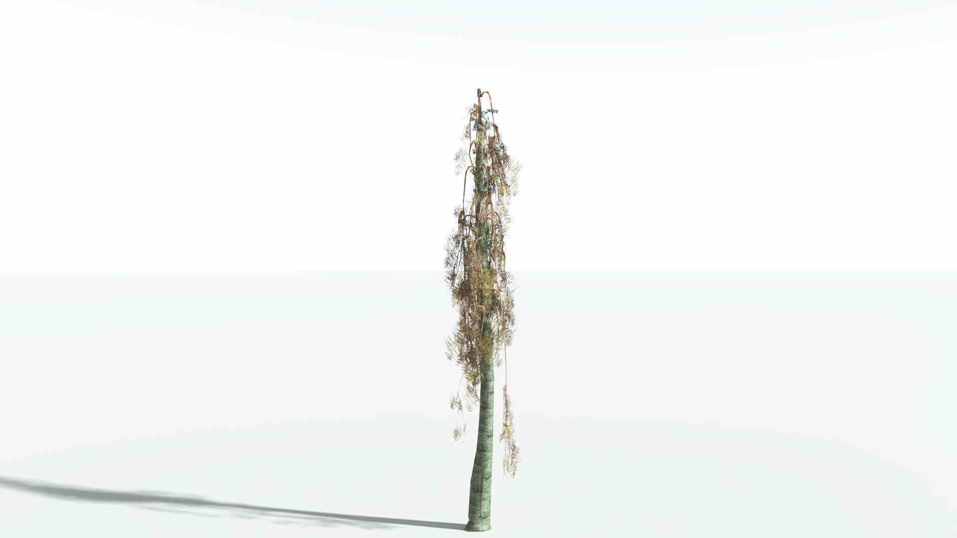 EVERYPlant Alethopteris Seed Fern LowPoly 3 --12 Models-- Low-poly 3D model_10