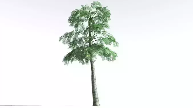 EVERYPlant Alethopteris Seed Fern LowPoly 4 --12 Models-- Low-poly 3D model