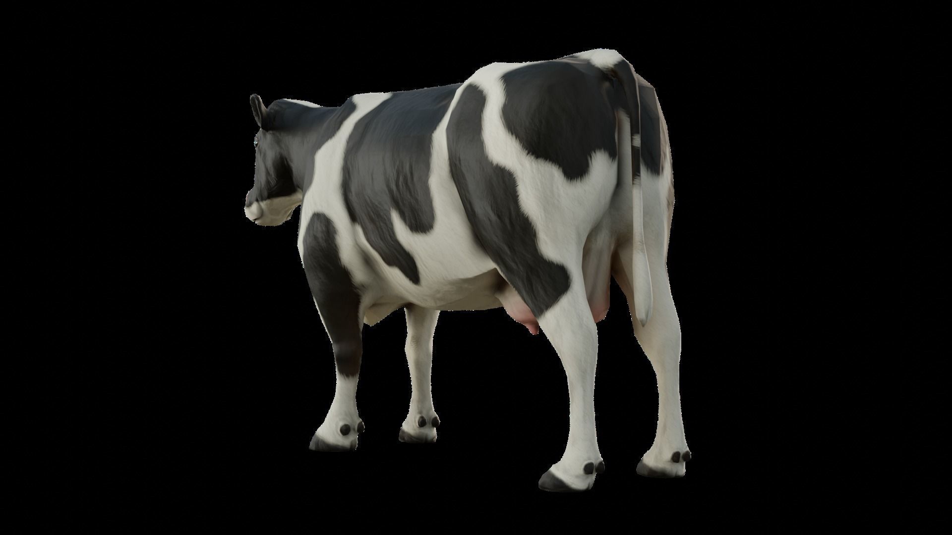 Animal Cow  Low-poly 3D model_3