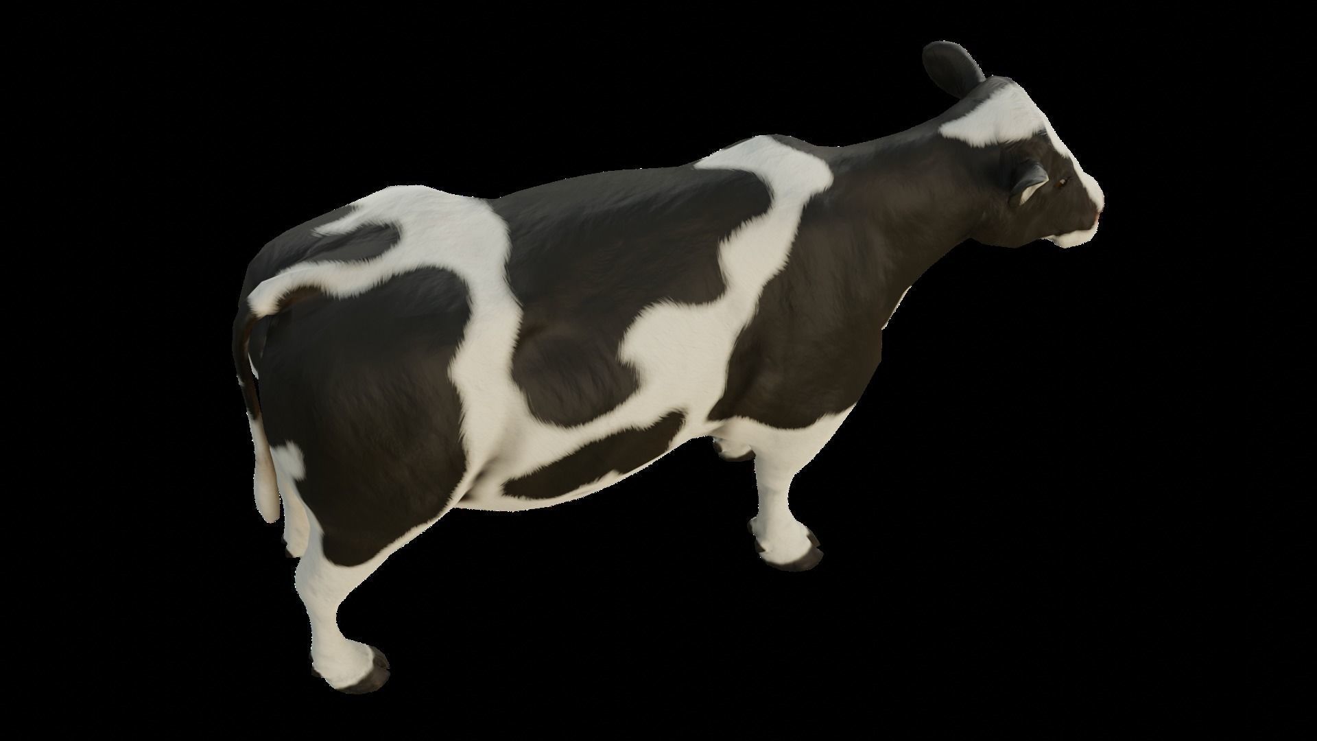 Animal Cow  Low-poly 3D model_8