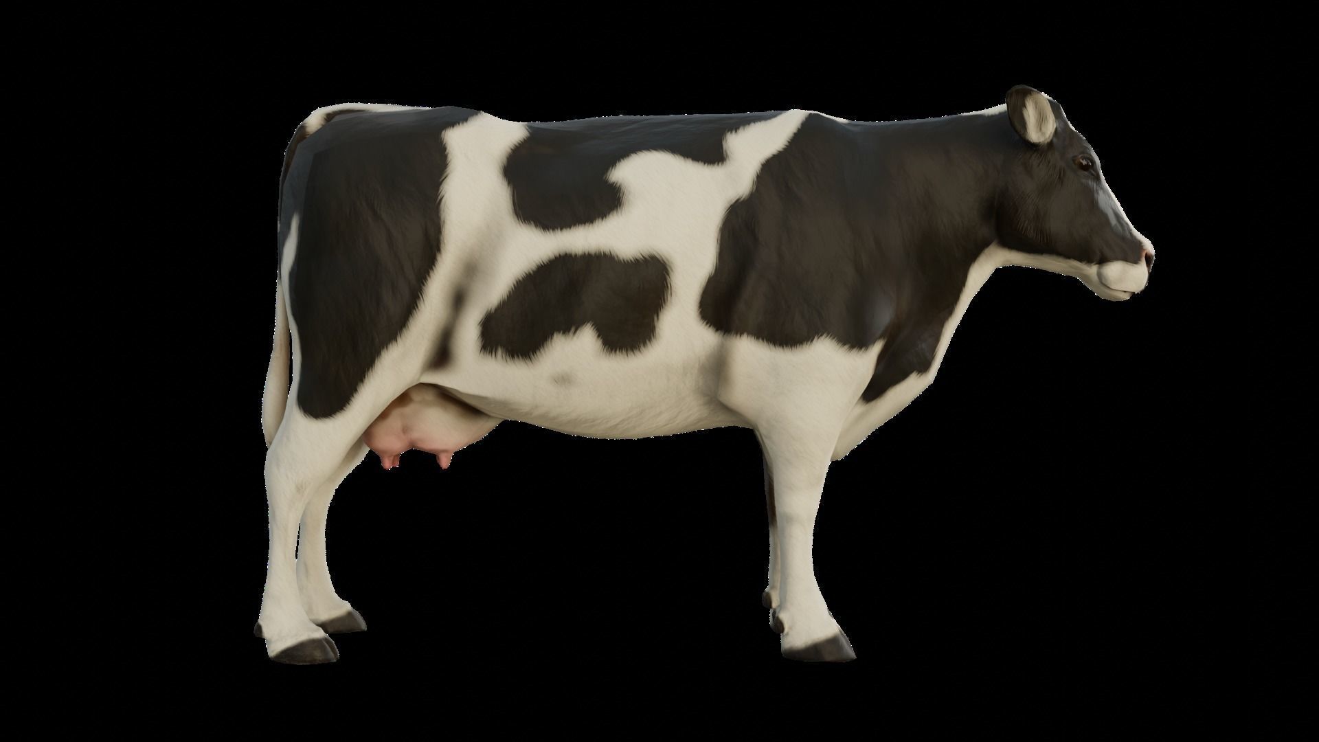 Animal Cow  Low-poly 3D model_5