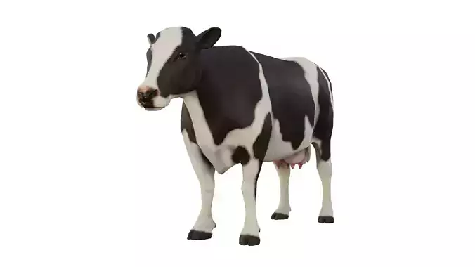 Animal Cow 