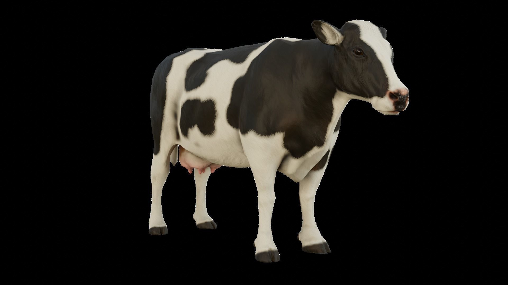 Animal Cow  Low-poly 3D model_6