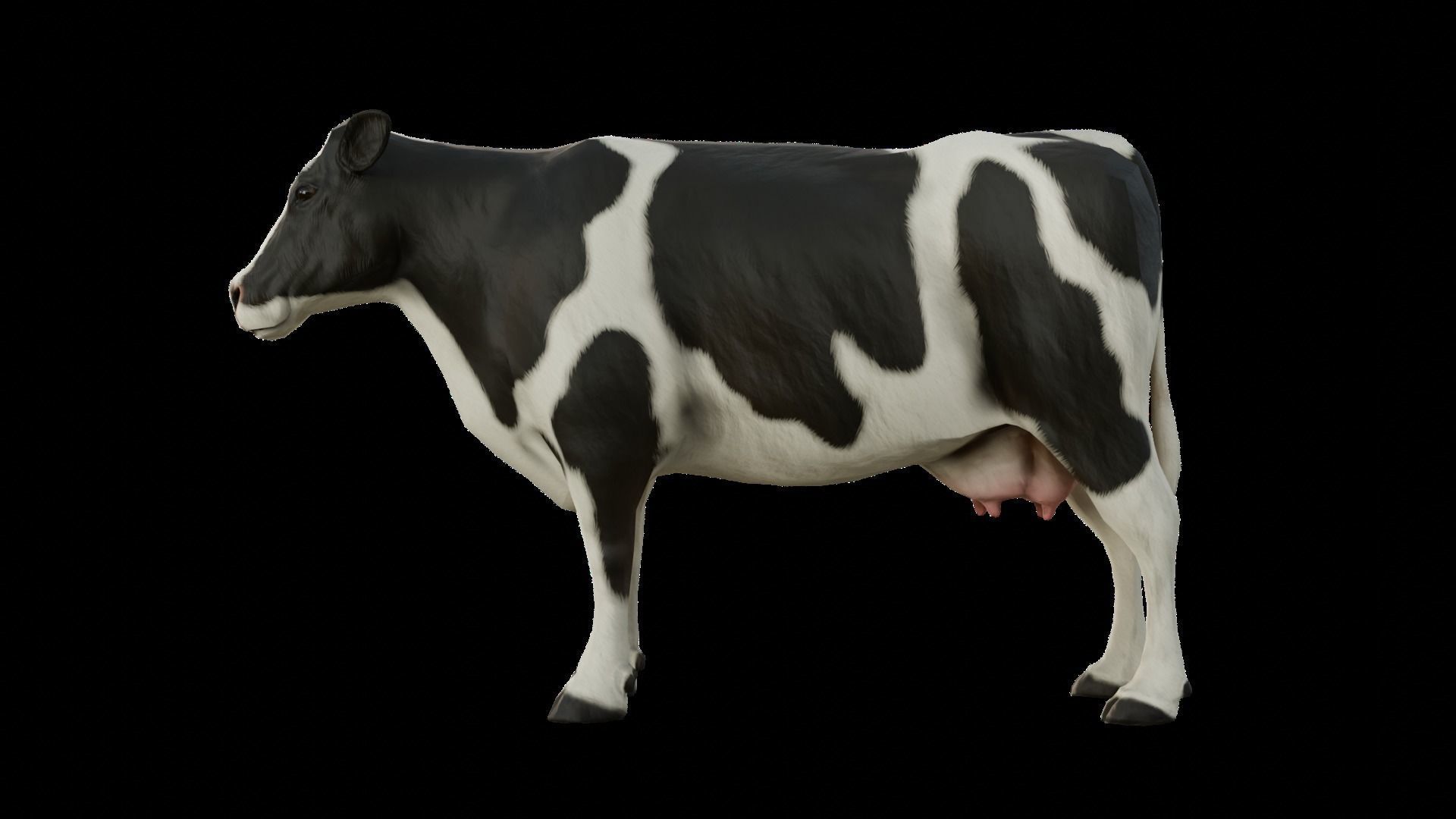 Animal Cow  Low-poly 3D model_2