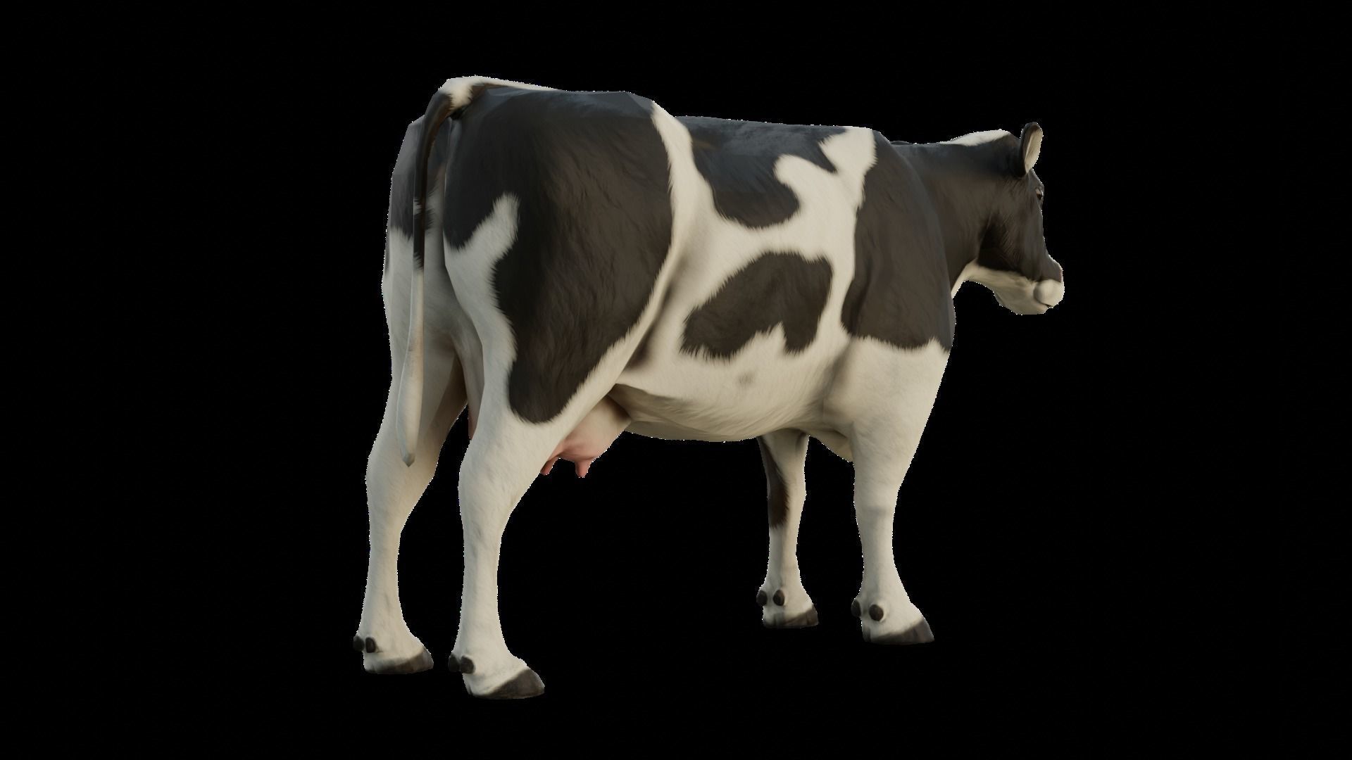 Animal Cow  Low-poly 3D model_4