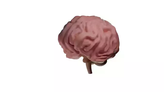 3D Model Of Brain - blender 3D  3D model