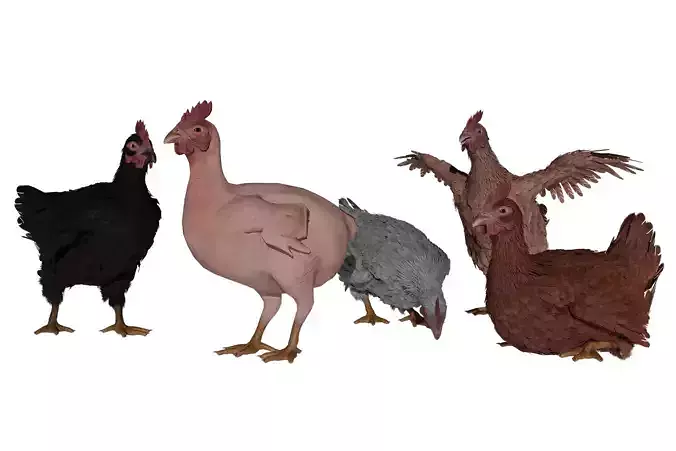 Feathered Chicken  Low-poly 3D model