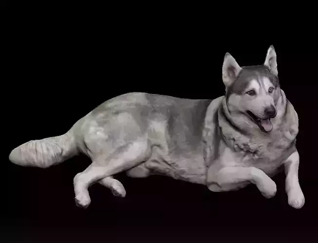 Husky dog lies - model 1 Low-poly 3d scan animal