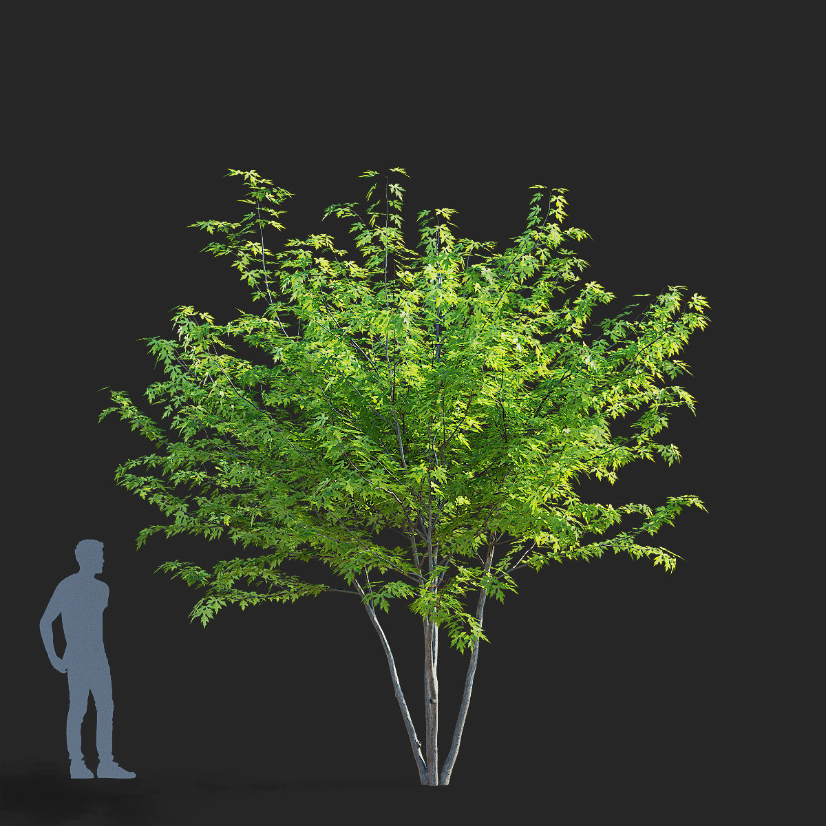 Acer saccharum multi-stem 3D model_6