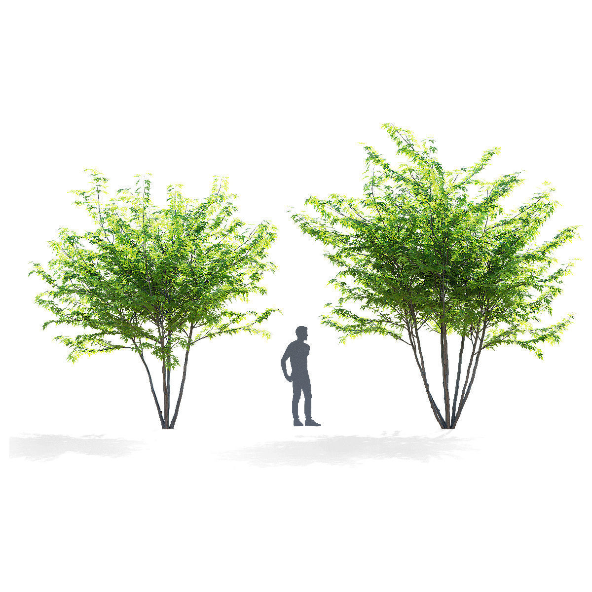 Acer saccharum multi-stem 3D model_3